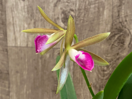Cattleya leopoldii v. albinia 4N x Brassavola nodosa 4N