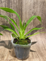 Phragmipedium China Dragon (Grande x besseae) (3.5" pot) (3.5" pot) - Image 5