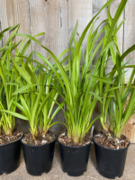 Cymbidium Enzan Forest 'Majolica' Compact Pot (5" pot) - Image 6