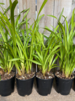 Cymbidium Enzan Forest 'Majolica' Compact Pot (5" pot) - Image 7