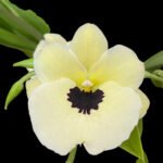 Miltoniopsis QF Silvergold
