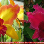 Lc. Mary Ellen Carter ‘Dixie Hummingbird’ x Blc. Chia Lin ‘Golden Super