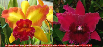 Lc. Mary Ellen Carter ‘Dixie Hummingbird’ x Blc. Chia Lin ‘Golden Super