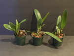 Lc. Mary Ellen Carter 'Dixie Hummingbird' x Blc. Chia Lin 'Golden Super' (3.5" pot) - Image 3