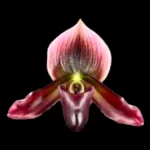 Paphiopedilum Satchel's Legend × mastersianum