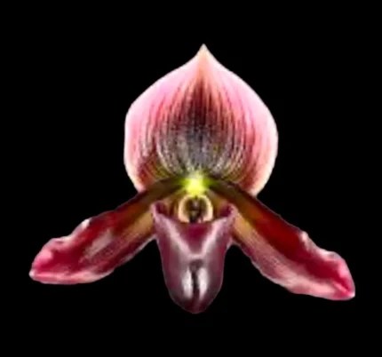 Paphiopedilum Satchel's Legend × mastersianum