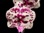Phalaenopsis Speechless Elegance