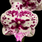 Phalaenopsis Speechless Elegance