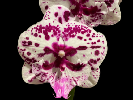 Phalaenopsis Speechless Elegance