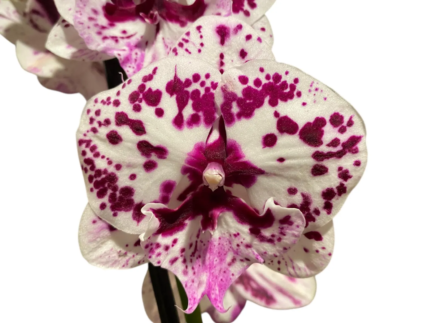 Phalaenopsis Speechless Elegance