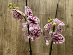 Double Spikes Phalaenopsis Speechless Elegance (4.5" pot) - Image 7