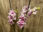 Double Spikes Phalaenopsis Speechless Elegance (4.5" pot) - Image 8