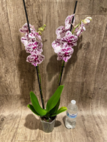 Double Spikes Phalaenopsis Speechless Elegance (4.5" pot) - Image 9