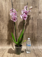 Double Spikes Phalaenopsis Speechless Elegance (4.5" pot) - Image 10