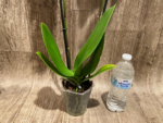 Double Spikes Phalaenopsis Speechless Elegance (4.5" pot) - Image 11