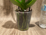 Double Spikes Phalaenopsis Speechless Elegance (4.5" pot) - Image 12