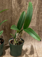 Yamadara Redland Sunset (3.5” Pot) - Image 3