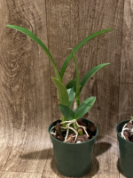 Yamadara Redland Sunset (3.5” Pot) - Image 4