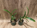 Yamadara Redland Sunset (3.5” Pot) - Image 5