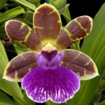 Zygopetalum Artur Elle ‘Tombstone’