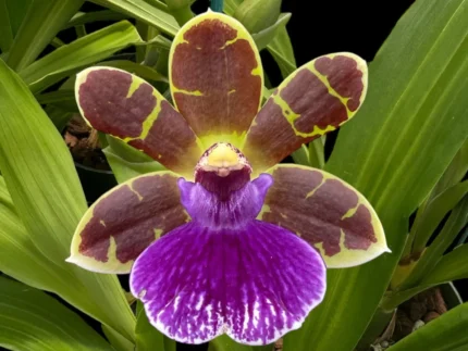 Zygopetalum Artur Elle ‘Tombstone’