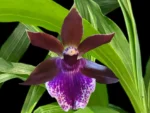 Zygopetalum Debbie de Mello ‘Honolulu Baby’