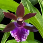 Zygopetalum Debbie de Mello ‘Honolulu Baby’