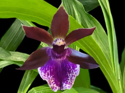 Zygopetalum Debbie de Mello ‘Honolulu Baby’