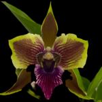 Zygopetalum Rhein Moonlight Peloric