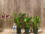 Double Spikes Zygopetalum Rhein Moonlight 'Peloric'  Clone (3.5" pot) - Image 2