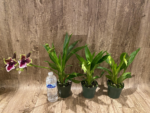 Double Spikes Zygopetalum Rhein Moonlight 'Peloric'  Clone (3.5" pot) - Image 3