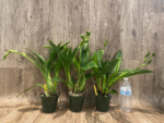 Triple Spikes Zygopetalum Rhein Moonlight 'Peloric'  Clone (3.5" pot) - Image 3