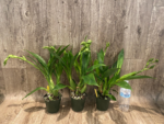 Triple Spikes Zygopetalum Rhein Moonlight 'Peloric'  Clone (3.5" pot) - Image 2