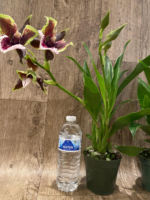 Double Spikes Zygopetalum Rhein Moonlight 'Peloric'  Clone (3.5" pot) - Image 4