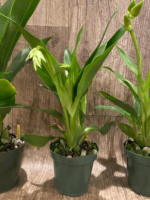 Double Spikes Zygopetalum Rhein Moonlight 'Peloric'  Clone (3.5" pot) - Image 5