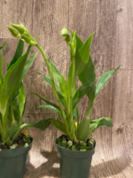 Double Spikes Zygopetalum Rhein Moonlight 'Peloric'  Clone (3.5" pot) - Image 6