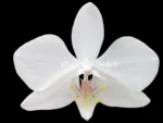 Phalaenopsis aphrodite × sib
