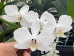 Phalaenopsis aphrodite × sib