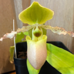 Paph. Avalon Mist ‘Midor’ x Pinocchio tipo ‘C.H. #1’