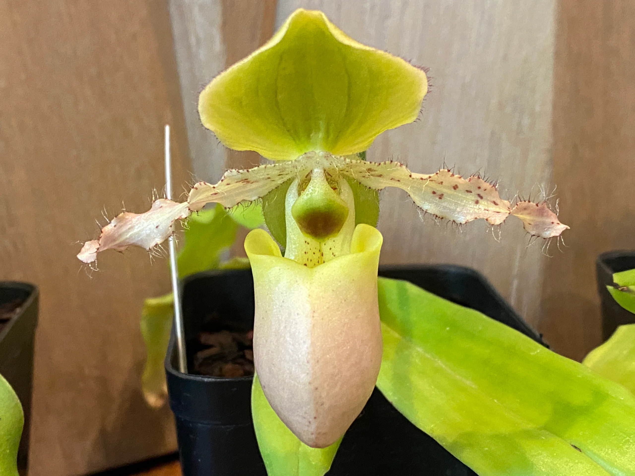 Paph. Avalon Mist ‘Midor’ x Pinocchio tipo ‘C.H. #1’ Paph. Avalon Mist ‘Midor’ x Pinocchio tipo ‘C.H. #1’