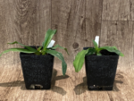 Paph. Avalon Mist ‘Midor’ x Pinocchio tipo ‘C.H. #1’ (Sequential Blooms, 3.5” pot) - Image 2