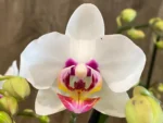 Phalaenopsis Happy Mark x Phal. Amabilis