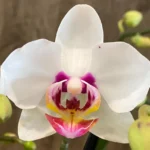 Phalaenopsis Happy Mark x Phal. Amabilis