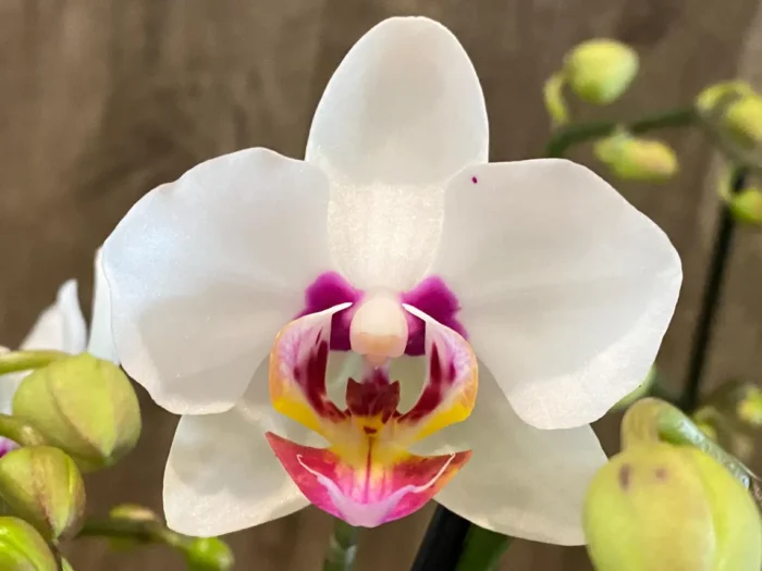 Phalaenopsis Happy Mark x Phal. Amabilis