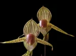 Paph. Lady Rothschild (Lady Isabel × rothschildianum)