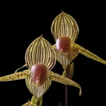 Paph. Lady Rothschild (Lady Isabel × rothschildianum)