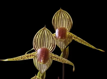 Paph. Lady Rothschild (Lady Isabel × rothschildianum)