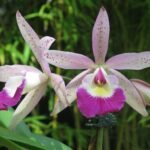 Bc. Glorious May (4" pot)