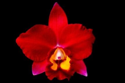 Pot. Hawaiian Prominence 'America' (4" pot)