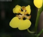 Oncidium Ampliatum (4" Pot)